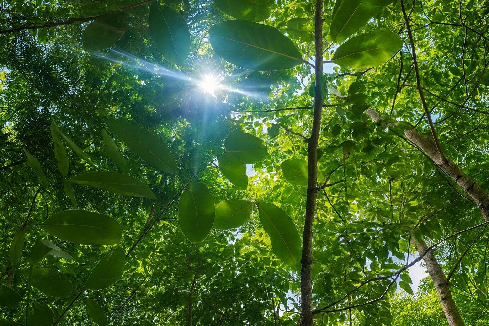 Native landscaping enhances biodiversity and air quality.
